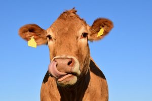 cuento de la vaca