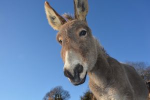 el burro que cayó en un pozo